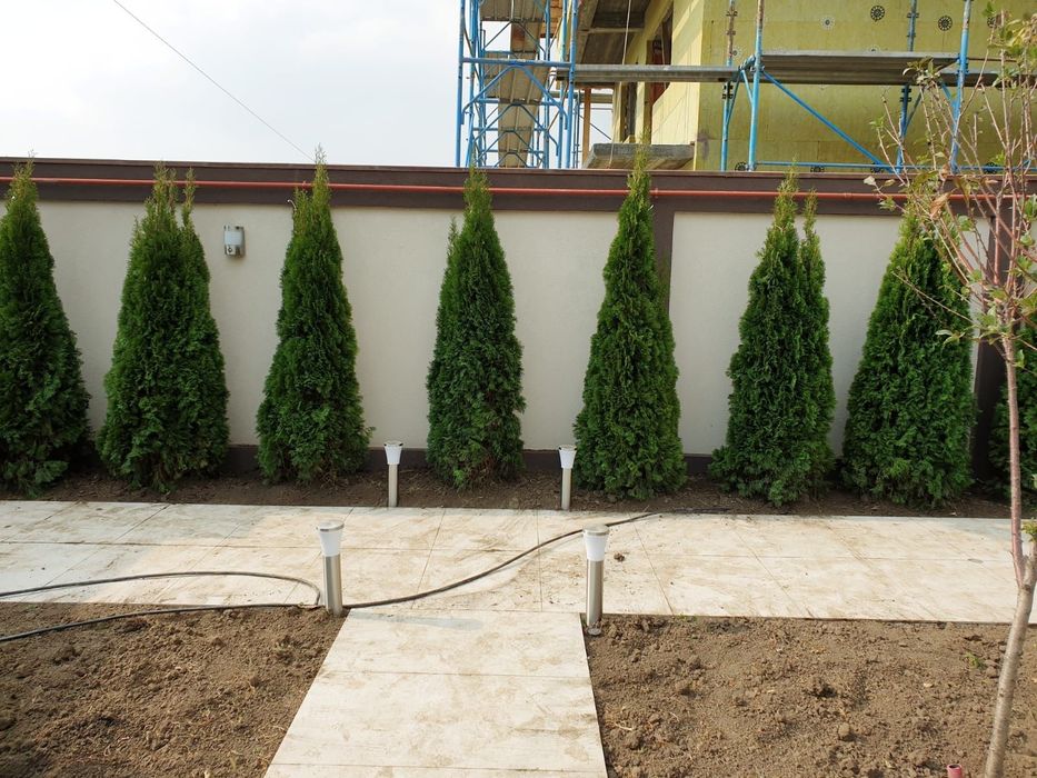 Vindem tuia smaragd de mai multe dimensiuni