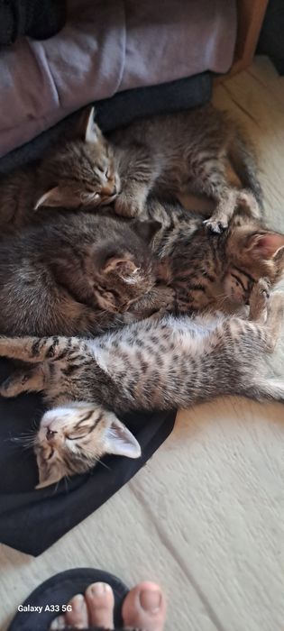 Отдам котят мышеловов