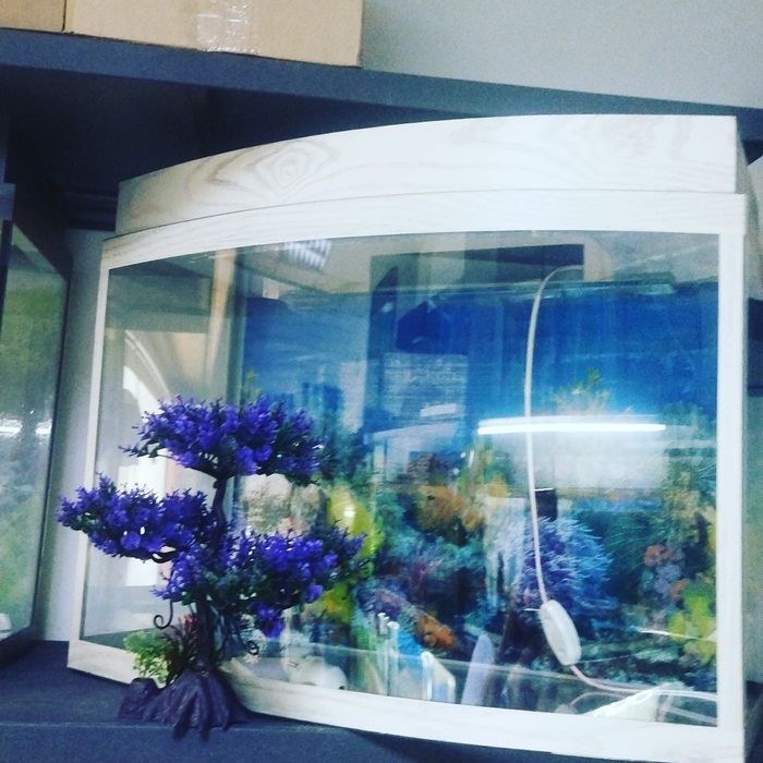 Рыбки в Афалине. Навои Торайгырова