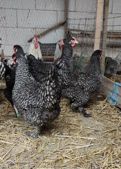 Ouă incubație Coucou de Malines