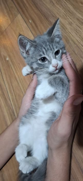 Котёнок-девочка в Добрые руки