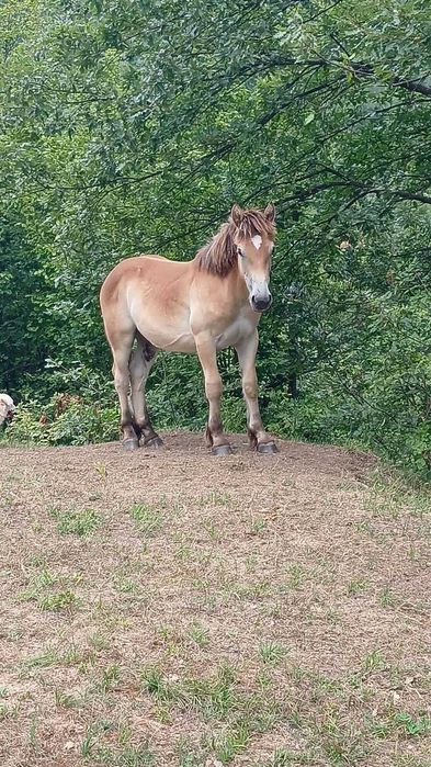 Vând mânz detalii la nr de telefon 0740941936
