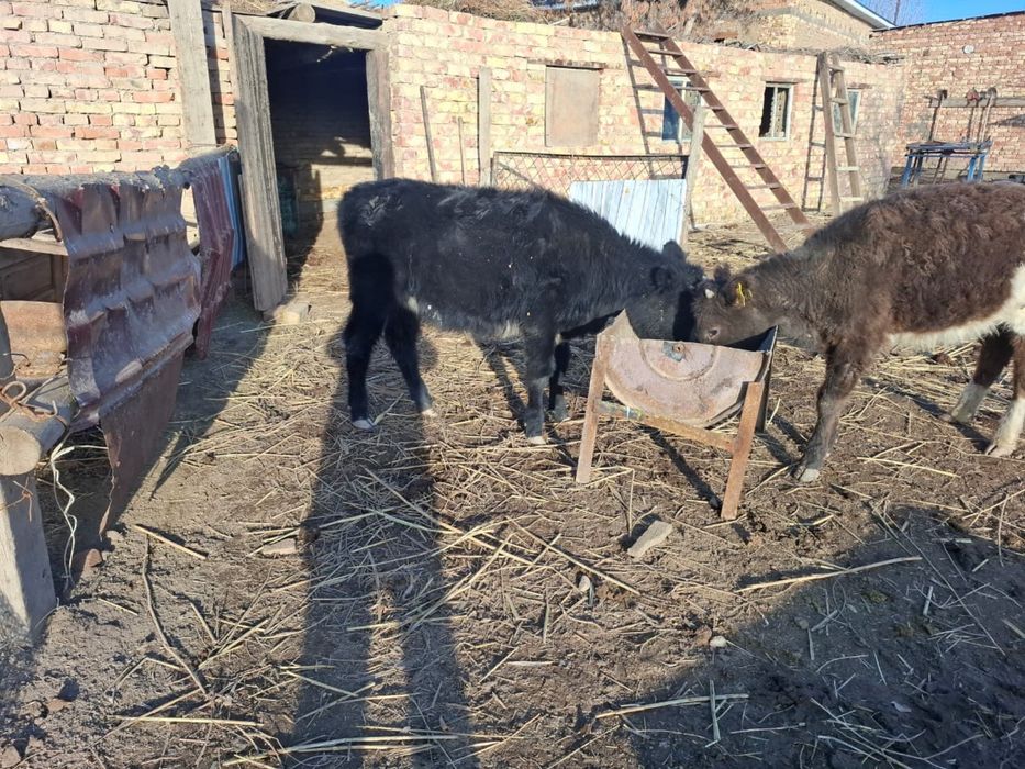 Екі ұрғашы баспақ сатылады