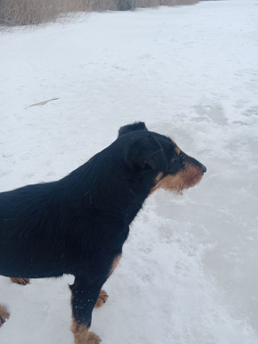 Ищем даму сердца