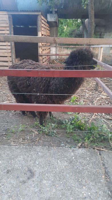 Mascul alpaca de vanzare