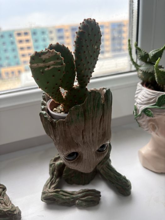 продам разные сукуленты вместе с кашпо