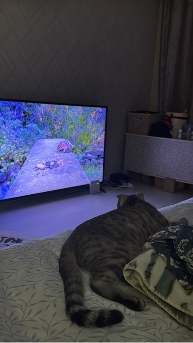 кот шотланд вислоухий