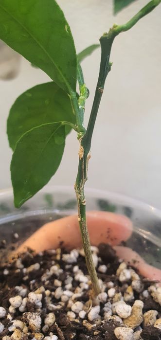 апельсин ,прививка