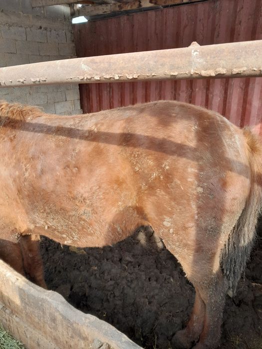 2-жасар байтал сатылады