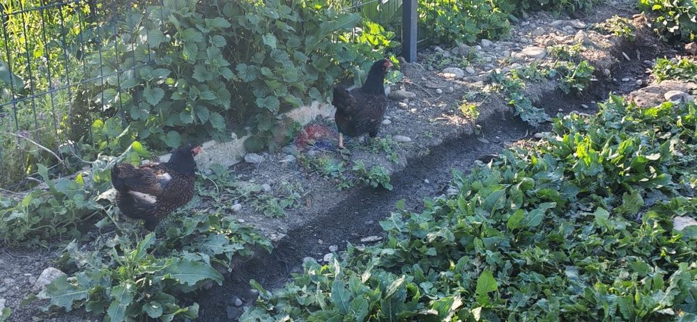 Combatant indian i pitic(bantami)