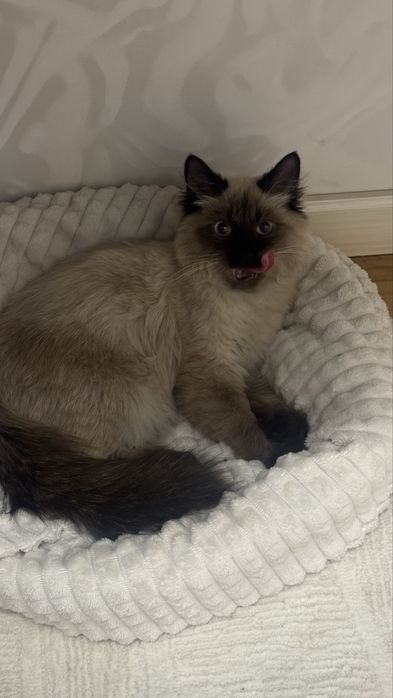 Балинизийскай котенок