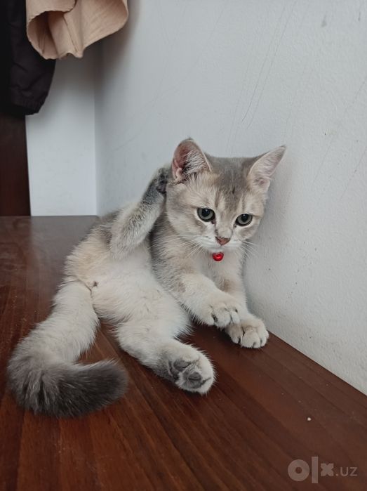 Кошка красавится