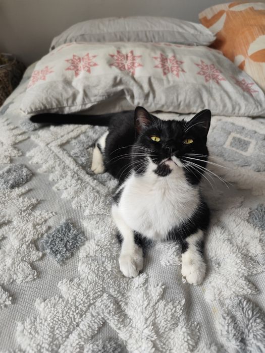 Славная красавица ищет дом