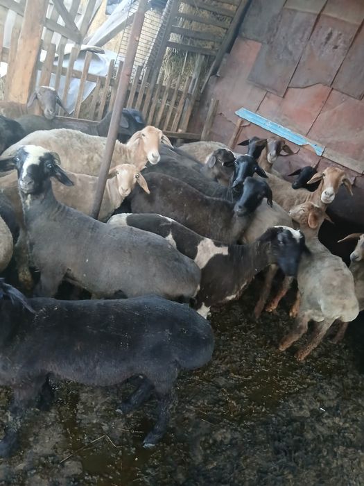 Продам баран домашних