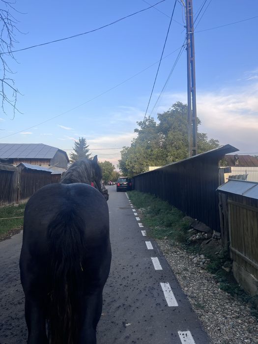 vand manz de 3 anii!!! sur invațat la ulube! (0758) 150 440