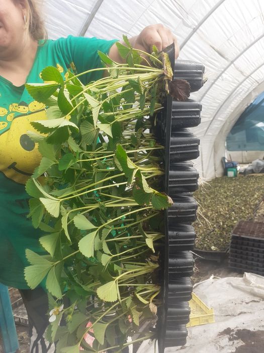 пикиран целогодишен разсад