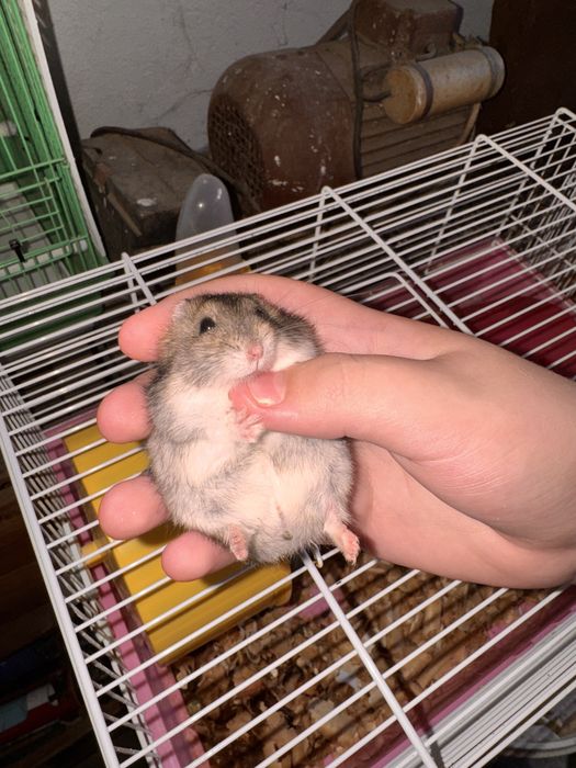 Vând hamster (băiat)