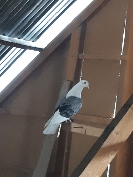 Продам голубя !   Сизобокий . Бакинец.