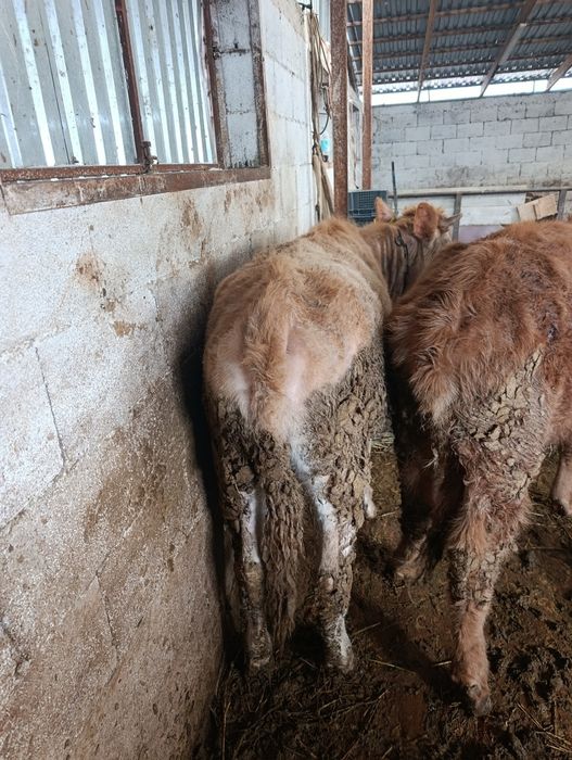 Продаются тёлки годовалые