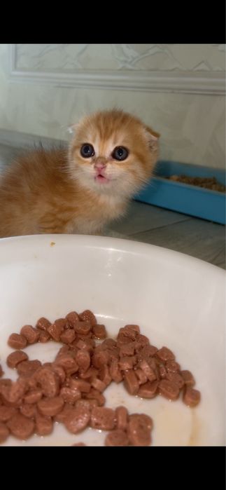 zalataya shinshilla mushukcha qiz bola ny12 tabby fold