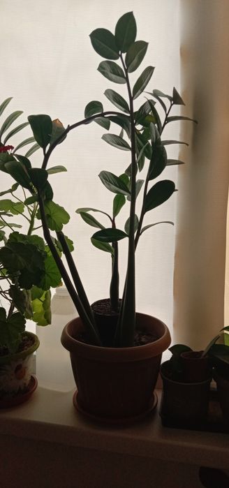 Цветы комнатные ухоженные