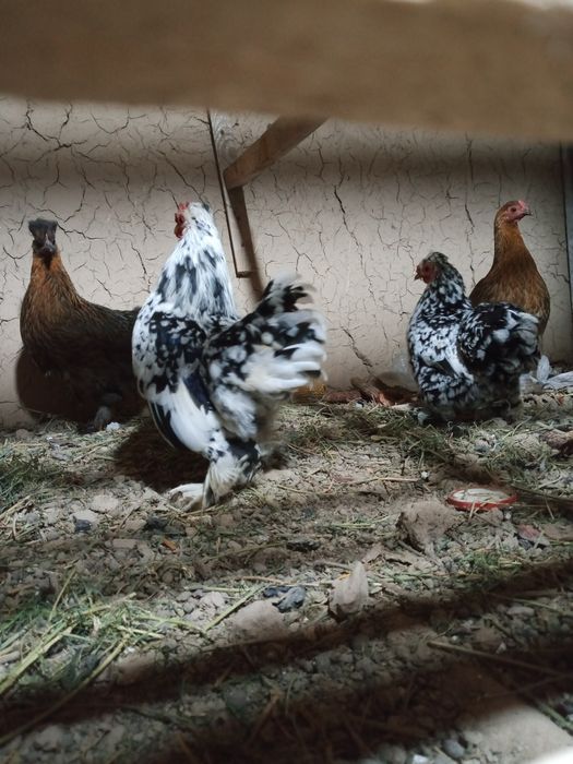 Таза канды тауыктар