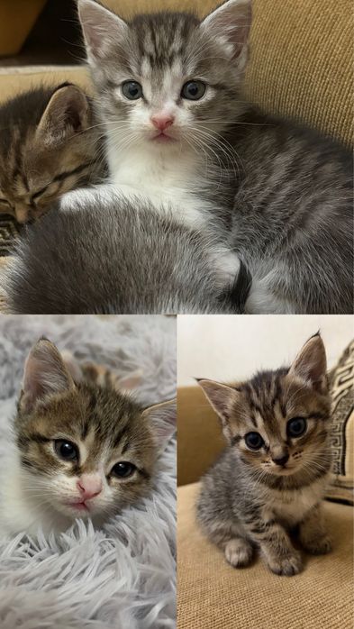 Котята в добрые руки