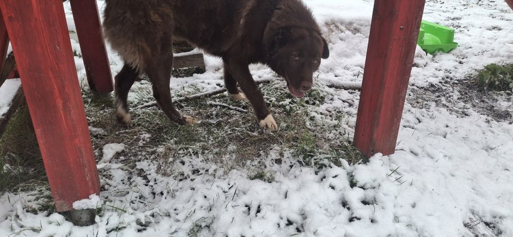 Каракачански кучета (мъжко и женско) на 12м.