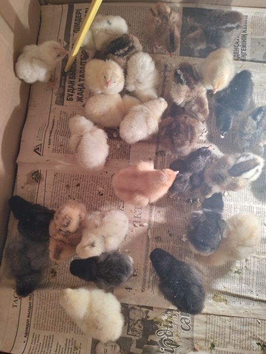 Балапандар !!7273