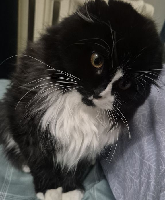 Кошка.          .