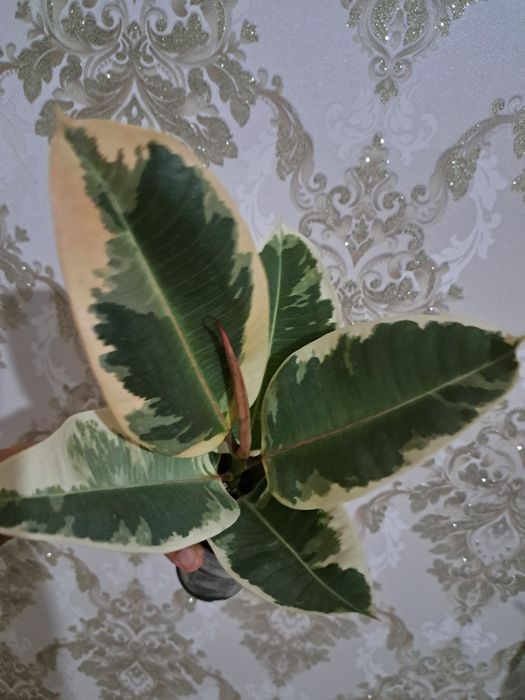 Фикусы разных сортов