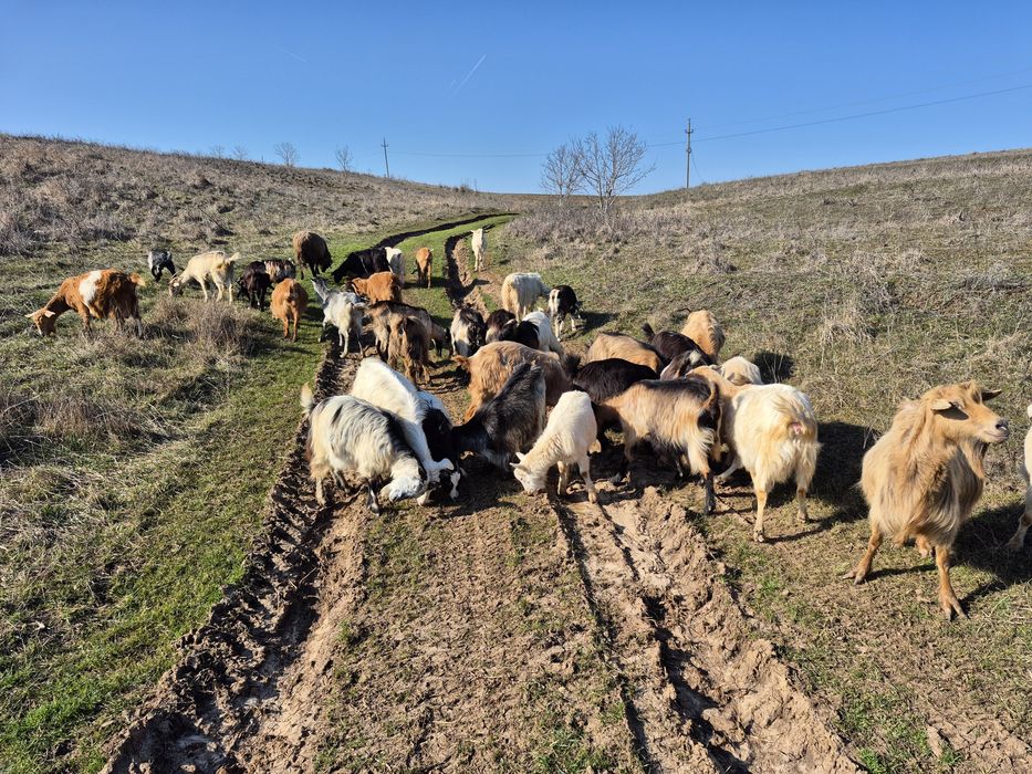 Capre fătate și depuse