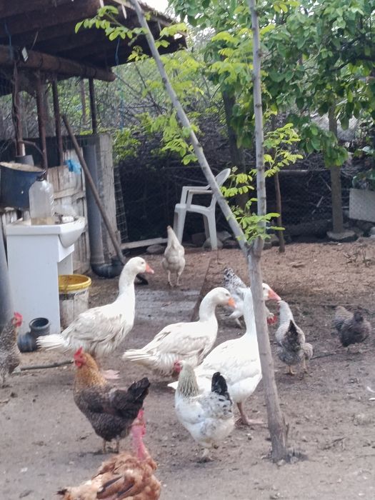 Gâște de vânzare 170 lei bucată 2 gâște și un gâscan