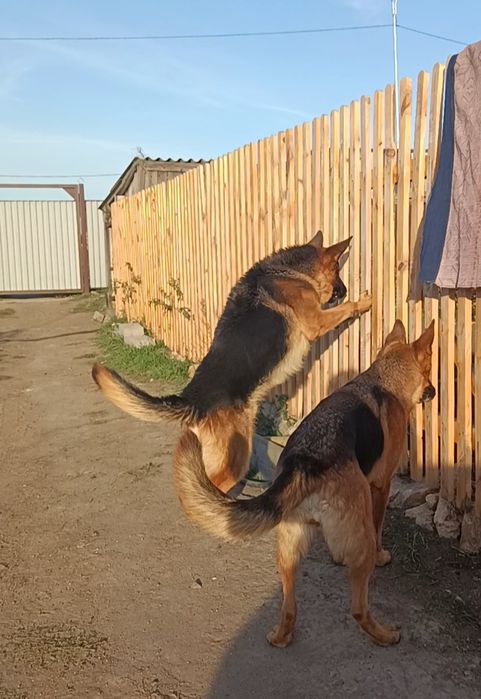 Вязка немецкой овчарки(появился к продаже алиментный щенок, кобель))