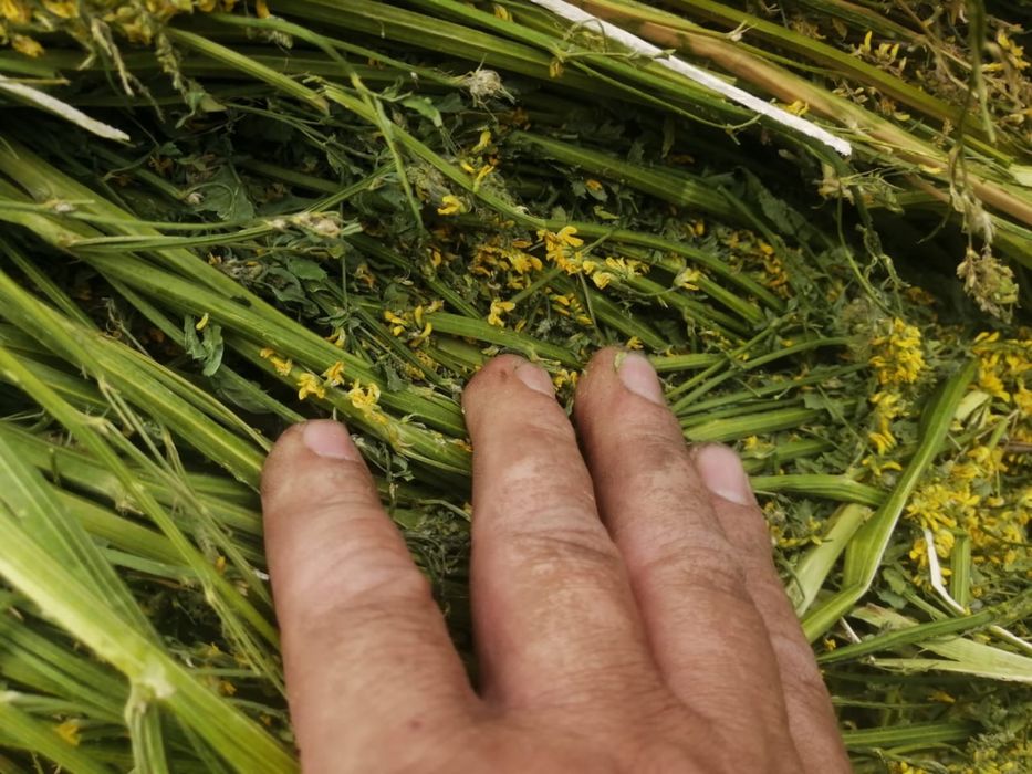 Продам сено   2025 год