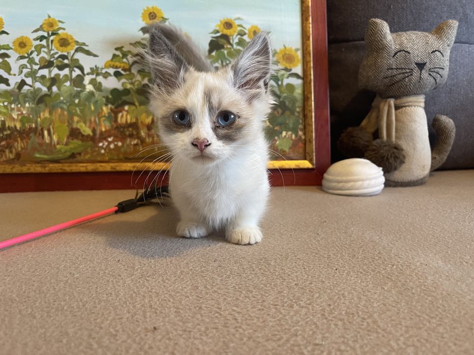 Pisica rasa Munchkin cu picioare scurte