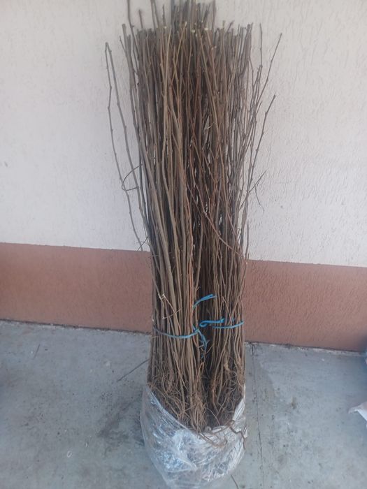 Puieti salcâm cu prindere sută la sută rădăcini bine dezvoltate