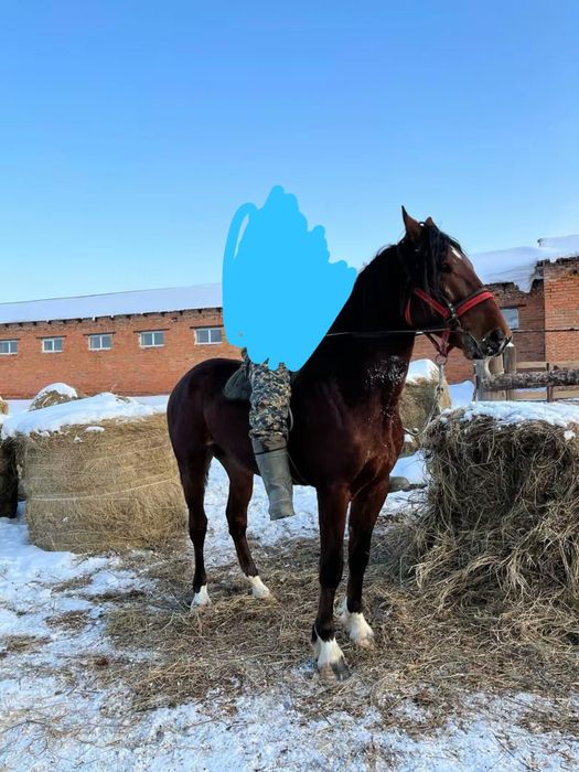 Продам жеребец орловский