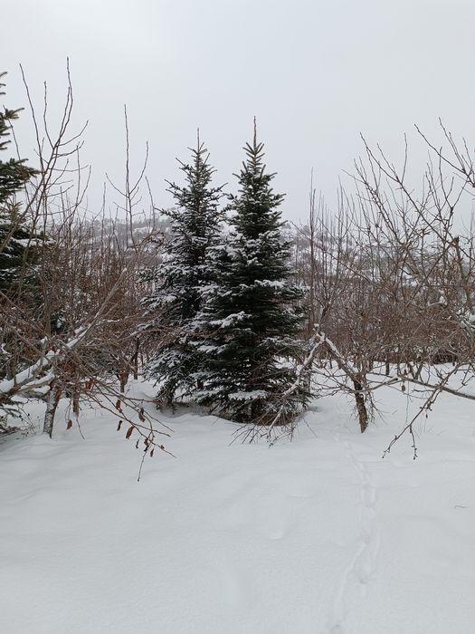 Продам ели  (разные)