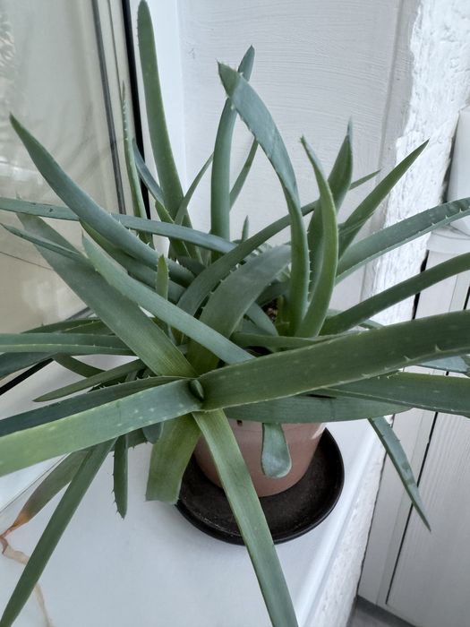 Алоэ вера продам