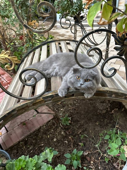 Чистокровный крупный кот