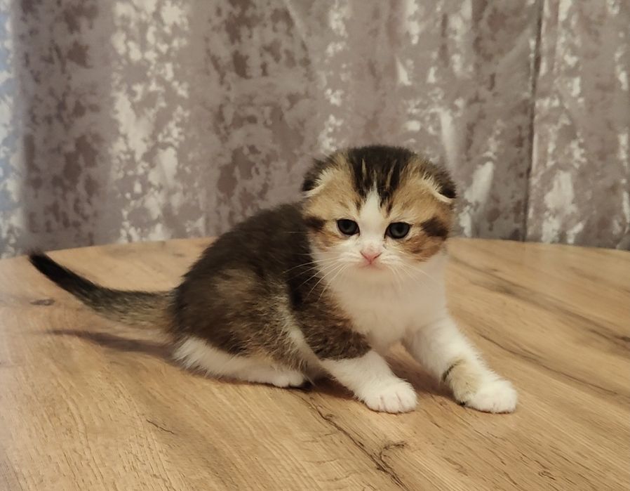 Котята Скоттиш фолд вислаушки .