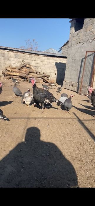 Түйе тауықтар ЕТ / Индюки МЯСО