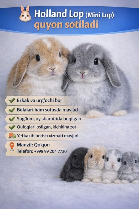 Holland Lop (mini)