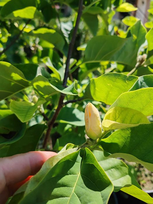 Magnolia la ghiveci 1,5 m pana la 2m