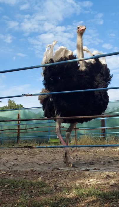 Ouă de struț pentru consum