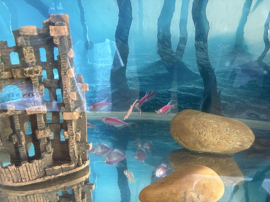 Продам аквариум, с Рыбками.