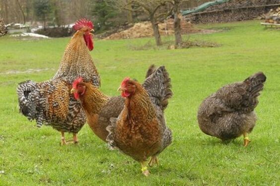 Bilfelder/Билфельдер/товук/tovuq