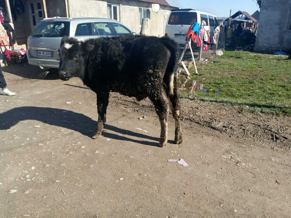 Vând vițel rasa Holstein