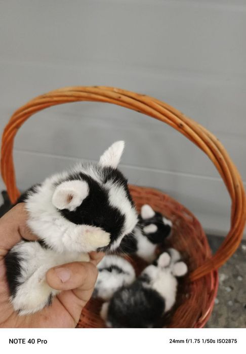 кролики карликовые оптом